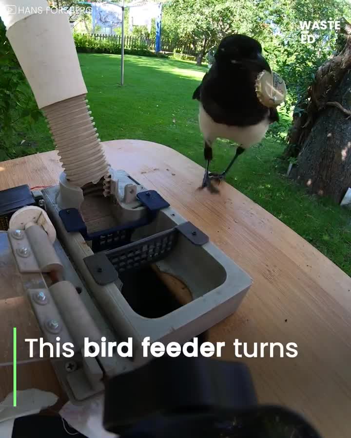 Cette machine incite les pies à nous aider à recycler