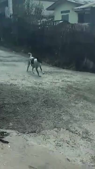 Une chienne sauve ses chiots pendant une inondation (Birmanie)