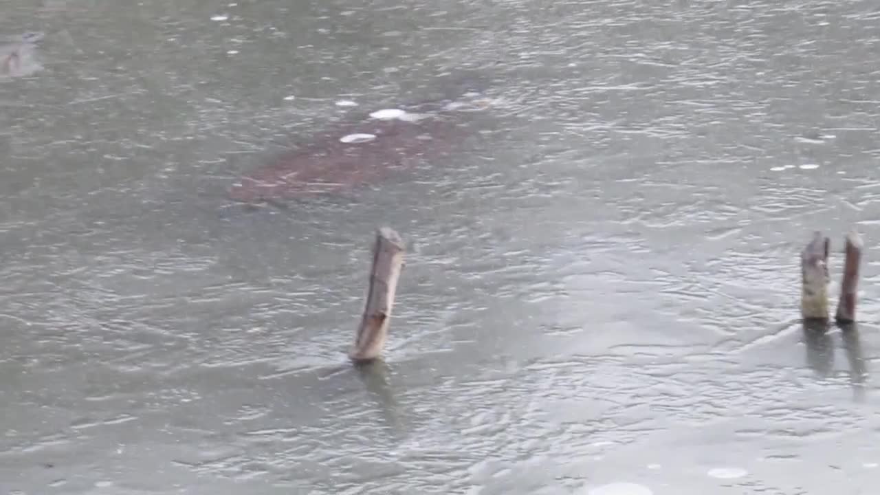 Un castor sort de la glace pour faire ses courses (Canada)