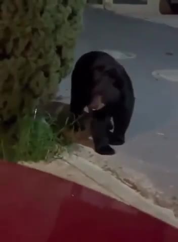 Un petit chien fait fuir un ours
