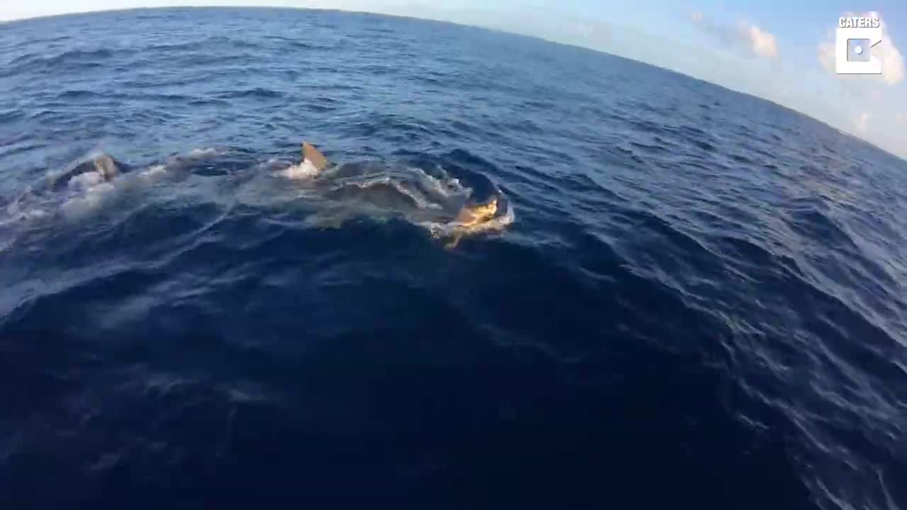 Des pêcheurs sauvent une tortue des dents d'un requin tigre
