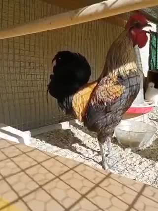 Un coq pousse son meilleur cri