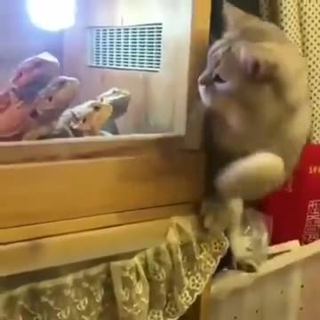 Un chat joue avec des iguanes
