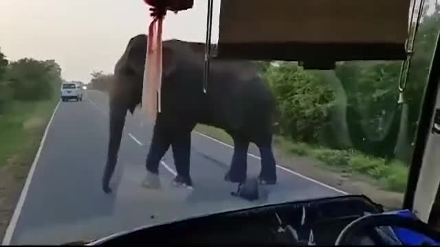 Un éléphant corrompu raquette un bus qui veut traverser une route