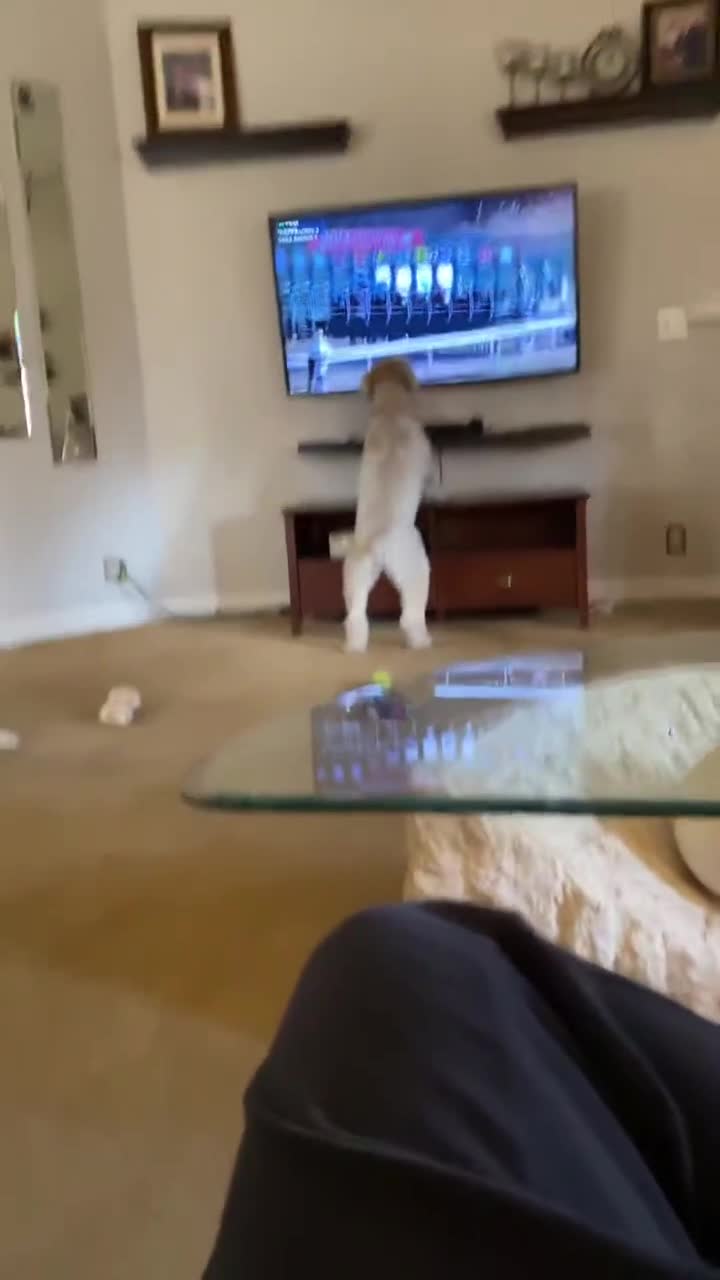 Ce chien adore les courses de chevaux