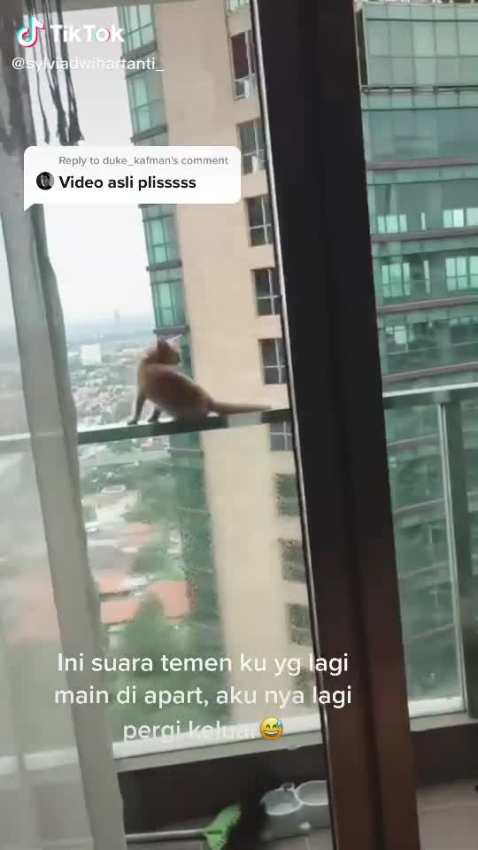 Un chaton se balade sur un très haut balcon