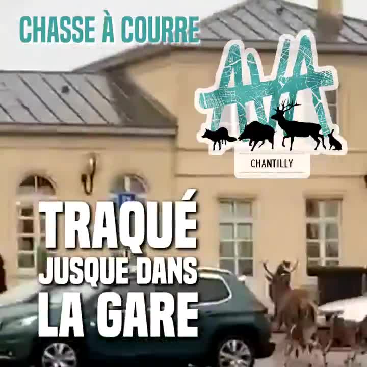 Traqué par des chasseurs, un cerf se réfugie dans une gare (Chantilly)