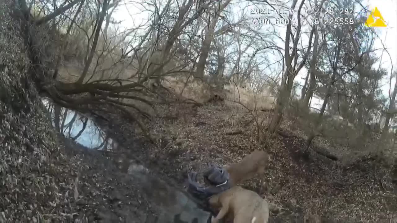 Un garde-chasse utilise son pistolet pour libérer deux cerfs