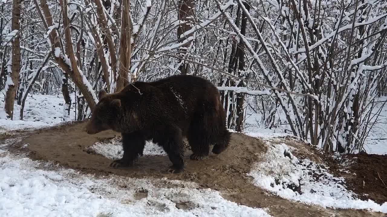 Après 6 ans en liberté cet ours tourne toujours en rond, comme il l'a fait pendant 20 ans lorsqu'il était en captivité