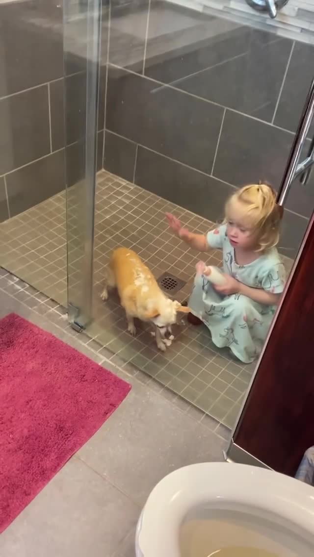 Une petite fille rase la tête de son chihuahua