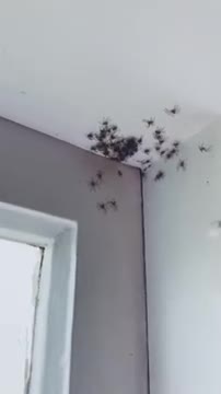 Elle trouve deux familles d'araignées dans sa chambre