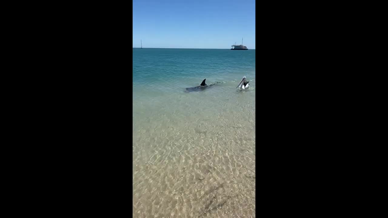 Un dauphin nage aux cotés d'un pélican (Australie)
