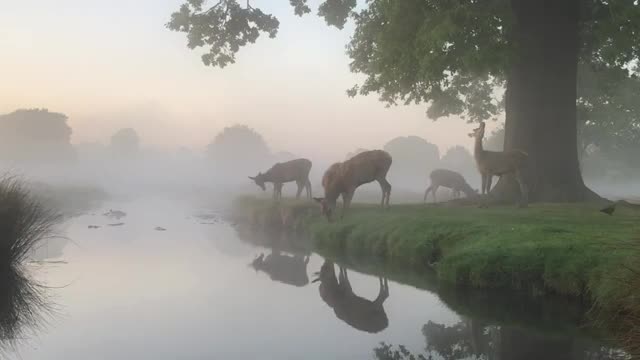 Dans la brume du matin, des cerfs se rafraîchissent à Bushy Park (Londres)
