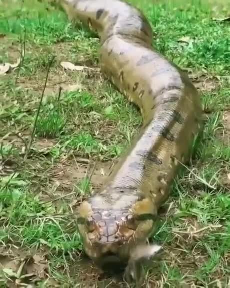 Un paresseux passe à coté dun anaconda