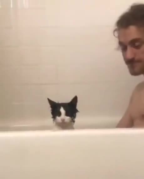 Ce chat n'a pas du tout apprécié son bain surprise