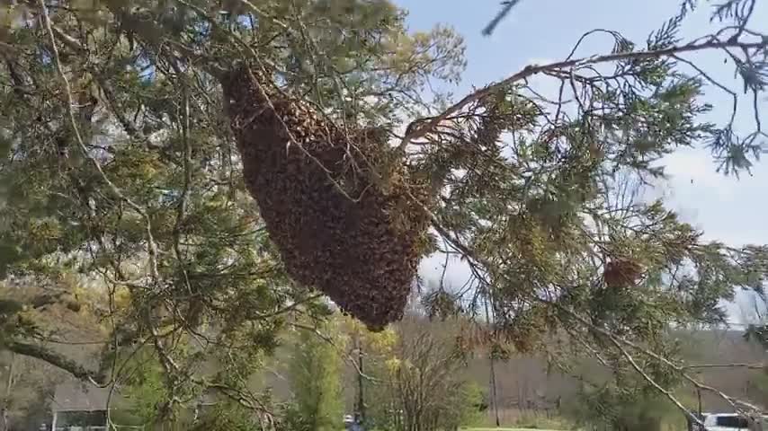 Comment bien déplacer un essaim d’abeilles