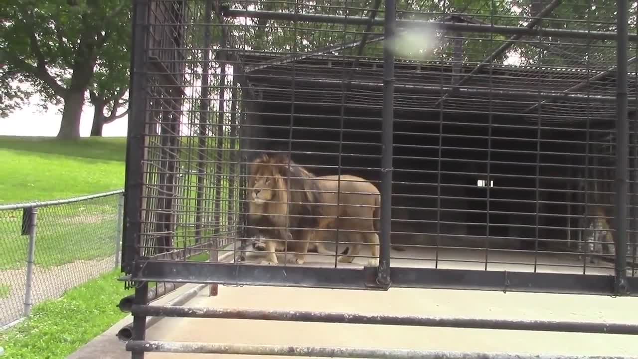 Un lion baptise des touristes