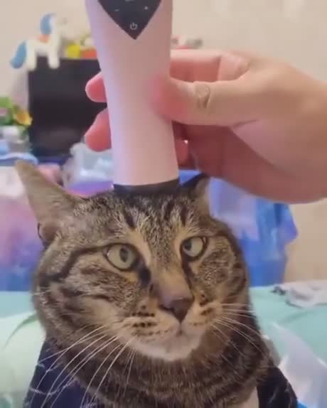 Un chat vit sa meilleure vie pendant un massage
