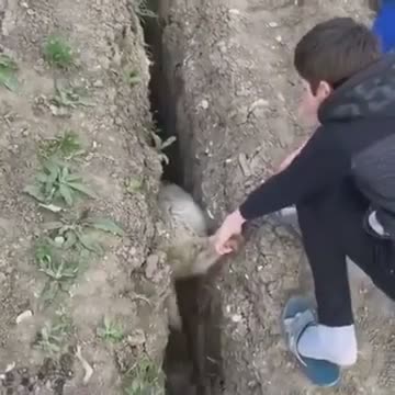 Un jeune sauve un mouton coincé dans une tranchée