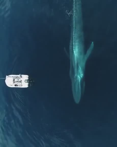 Une très grande baleine passe à coté d'un petit bateau