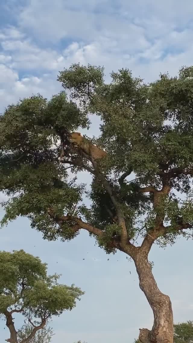 Une lionne chasse un léopard sur un arbre