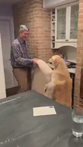 Une chienne aide son maitre à déménager 