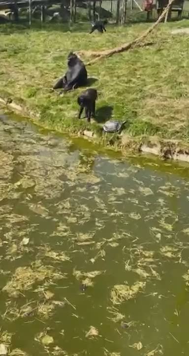 Un singe dégage une tortue de son territoire