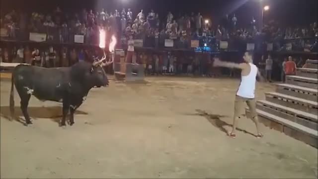 Régis provoque un taureau en duel