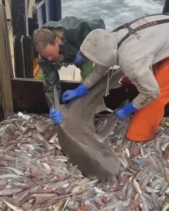 Un requin prend un bateau de pêche pour sa cantine
