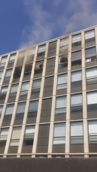 Un chat saute d'un immeuble en feu (Etats-Unis)