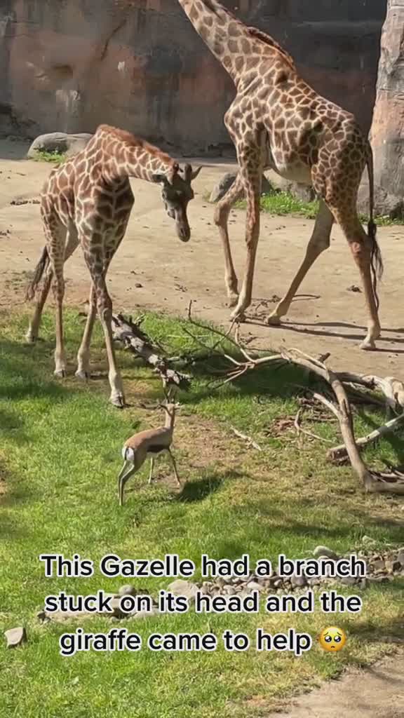 Une girafe aide une gazelle dans l’embarras