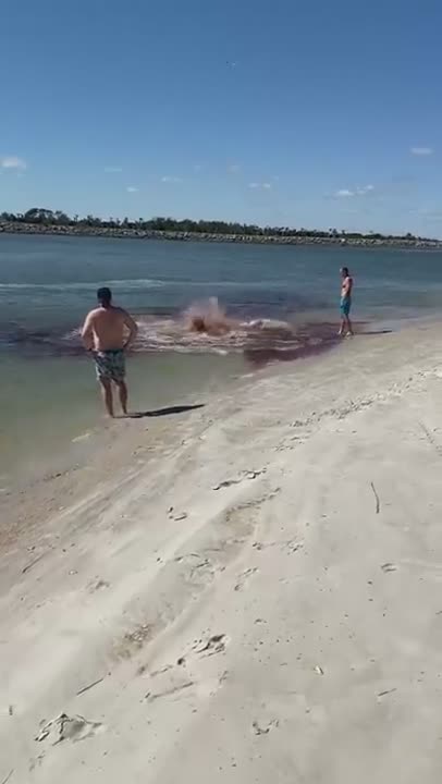 Un requin attaque un dauphin sur une plage