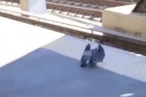 Règlement de compte : deux pigeons jettent un troisième pigeon sous un train