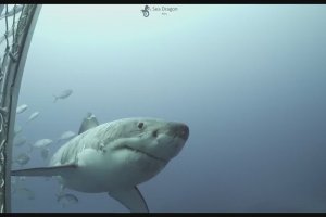 Un grand requin blanc est couvert de cicatrices (Australie)