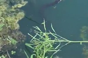 Un serpent tente de voler un poisson à un pêcheur