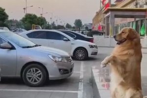 Un chien aide un automobiliste à se garer