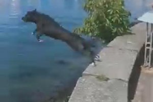 Un chien fait un super plongeon