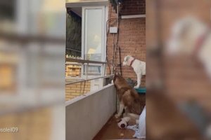 Ces deux chiens ont le meilleur des voisins