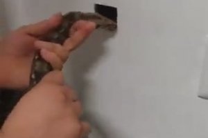 Dératiser avec un serpent