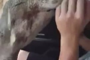 Une vache se coince la tĂŞte dans une voiture
