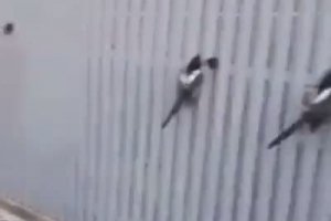 Des dizaines d'oiseaux coincés dans une clôture