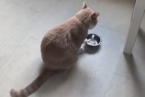 Un chat réclame son repas