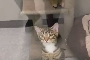 Ce chat veut vraiment être adopté