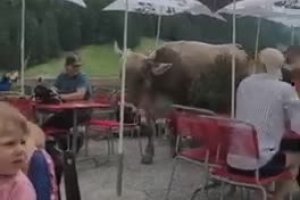 Une vache sert l'apéro à des touristes