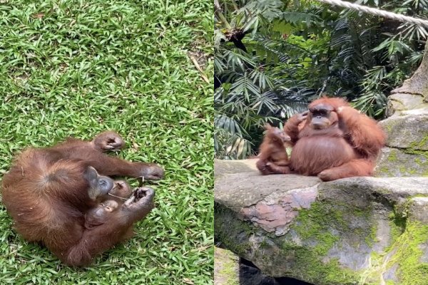 Une femme perd ses lunettes dans un enclos d'orangs-outans (Indonésie)