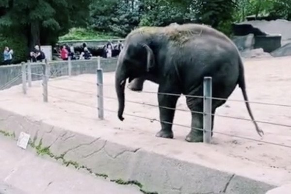 Un éléphant se promène autours de son enclos