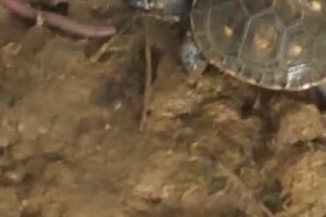 Une petite tortue veut manger un vers de terre