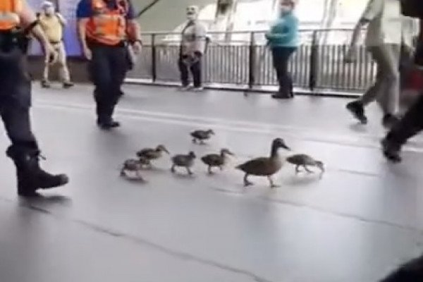 Une famille de canards refuse de porter le masque et se expulser sortir d'un aéroport (Suisse)