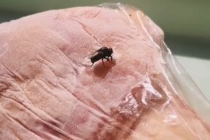 Une mouche se retrouve collée sur une viande congelée