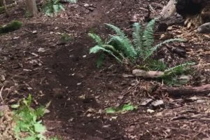 Un cycliste rencontre un ours noir dans la foret